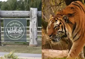Man Killed by Tiger at Yorkshire Wildlife Park Allegedly Had No Carer