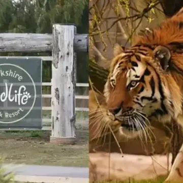 Man Killed by Tiger at Yorkshire Wildlife Park Allegedly Had No Carer