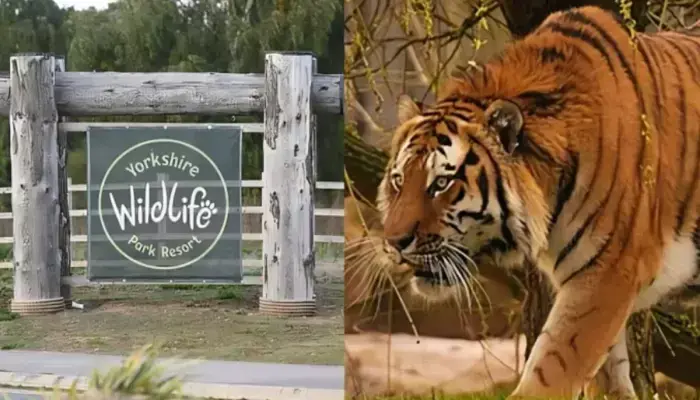 Man Killed by Tiger at Yorkshire Wildlife Park Allegedly Had No Carer
