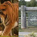 Man Killed By Tiger at Yorkshire Zoo After Mom's Rescue Attempt Fails