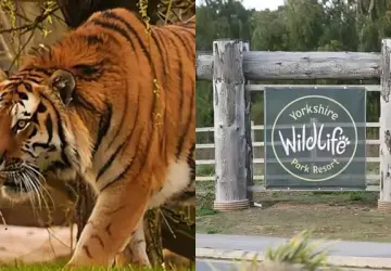 Man Killed By Tiger at Yorkshire Zoo After Mom's Rescue Attempt Fails