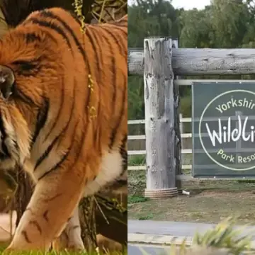 Man Killed By Tiger at Yorkshire Zoo After Mom's Rescue Attempt Fails
