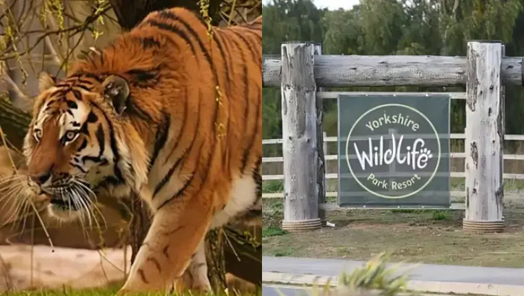 Man Killed By Tiger at Yorkshire Zoo After Mom's Rescue Attempt Fails