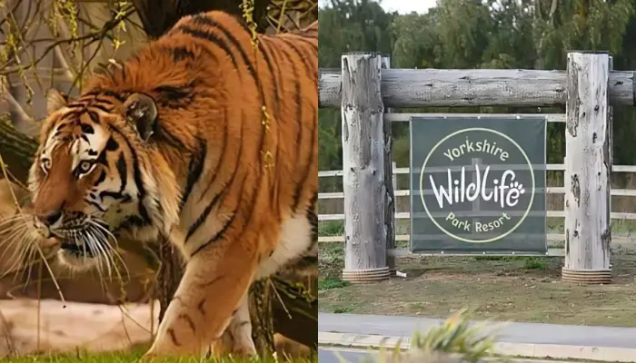 Man Killed By Tiger at Yorkshire Zoo After Mom's Rescue Attempt Fails