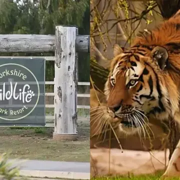 Man Dies After Tiger Attack at Yorkshire Zoo