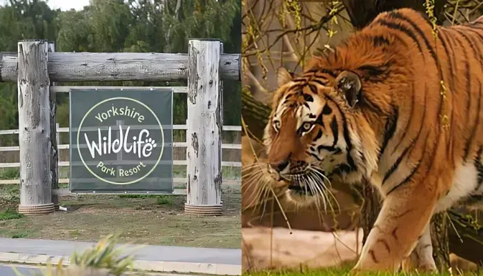 Man Dies After Tiger Attack at Yorkshire Zoo