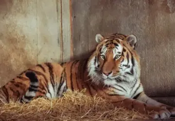 Details Shared About Altai After Man Killed in Yorkshire Zoo Tiger Enclosure