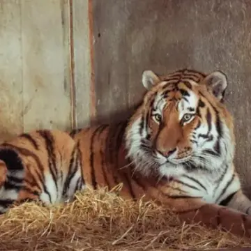 Details Shared About Altai After Man Killed in Yorkshire Zoo Tiger Enclosure