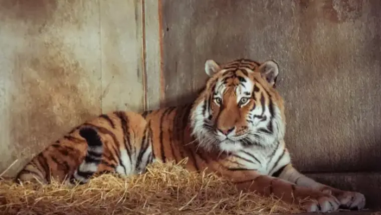 Details Shared About Altai After Man Killed in Yorkshire Zoo Tiger Enclosure