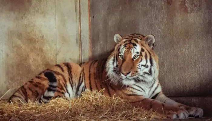 Details Shared About Altai After Man Killed in Yorkshire Zoo Tiger Enclosure