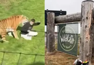 Identity of Man Killed by Tiger at Yorkshire Wildlife Park Kept Private