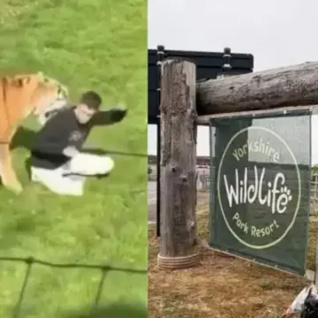 Identity of Man Killed by Tiger at Yorkshire Wildlife Park Kept Private