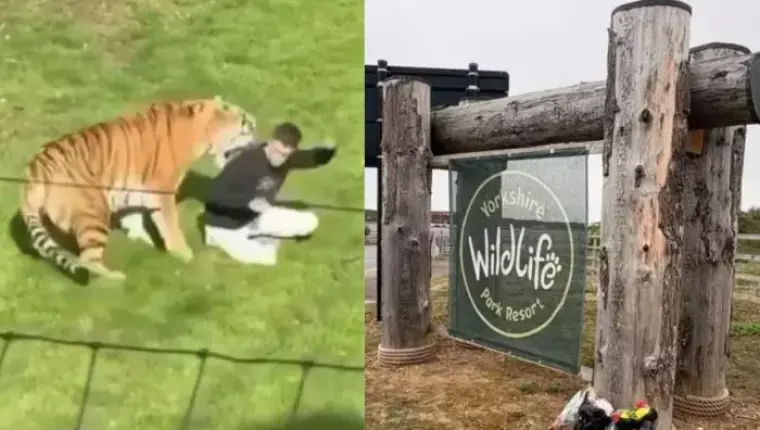 Identity of Man Killed by Tiger at Yorkshire Wildlife Park Kept Private