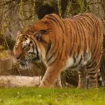 Man Killed by Tiger at Wildlife Park After Jumping into Enclosure