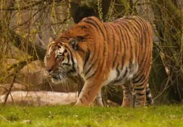 Man Killed by Tiger at Wildlife Park After Jumping into Enclosure