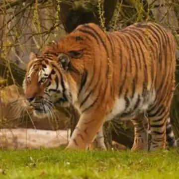 Man Killed by Tiger at Wildlife Park After Jumping into Enclosure