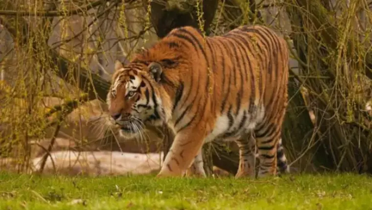 Man Killed by Tiger at Wildlife Park After Jumping into Enclosure