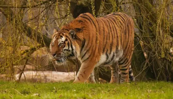 Man Killed by Tiger at Wildlife Park After Jumping into Enclosure