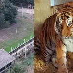 Man Reportedly Made Hand Gesture Before Fatal Tiger Attack at Yorkshire Wildlife Park