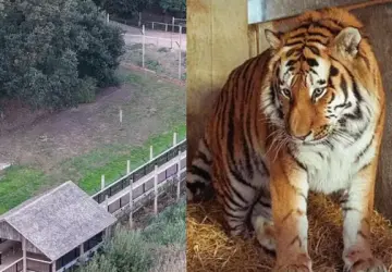 Man Reportedly Made Hand Gesture Before Fatal Tiger Attack at Yorkshire Wildlife Park