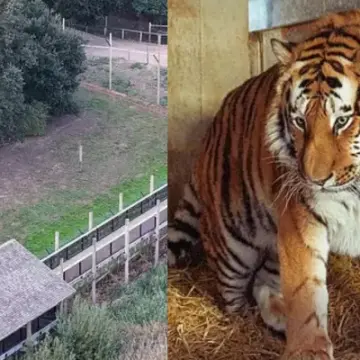 Man Reportedly Made Hand Gesture Before Fatal Tiger Attack at Yorkshire Wildlife Park