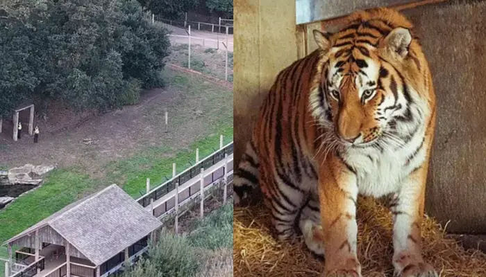 Man Reportedly Made Hand Gesture Before Fatal Tiger Attack at Yorkshire Wildlife Park