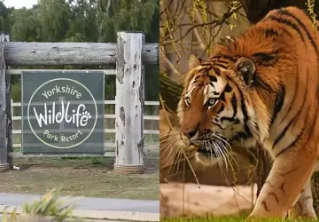 New Details Emerge After Man Is Mauled to Death in Yorkshire Wildlife Park Tiger Enclosure