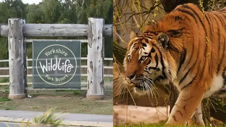 New Details Emerge After Man Is Mauled to Death in Yorkshire Wildlife Park Tiger Enclosure